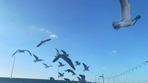 Seagulls flying in Progreso mexico Stock Footage 145848397