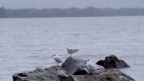Seagulls Flying Off Rocks 库存影片 116722963