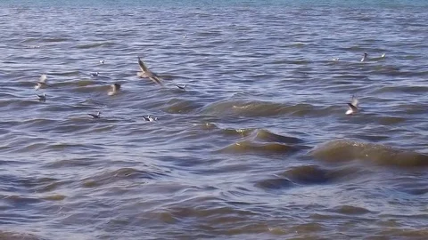 Seagulls flying on the sea are  the waves of the Black Sea. Slow motion Stock Footage 83286133