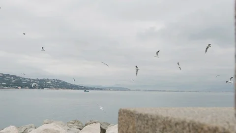 Seagulls flying on the sea Stock Footage 86510050