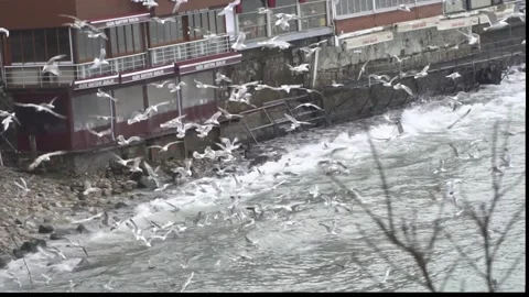 Seagulls flying by the sea Video stock 144976371