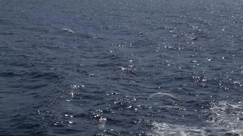 Seagulls flying on the Sea Stock Footage 233455738
