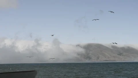 Seagulls flying in the sea . Stock Footage 280562741