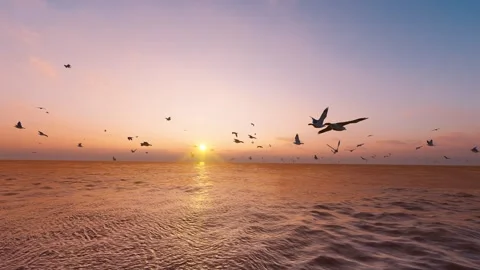 Seagulls flying on the sea Stock Footage 288070653