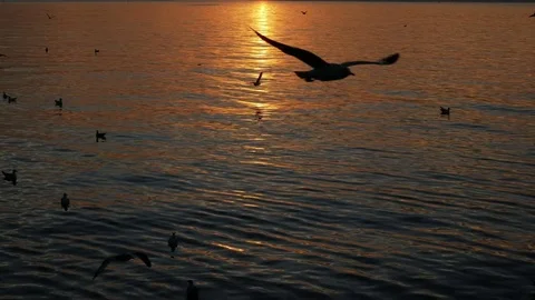 Seagulls flying at sea in sunset Stock Footage 84159764