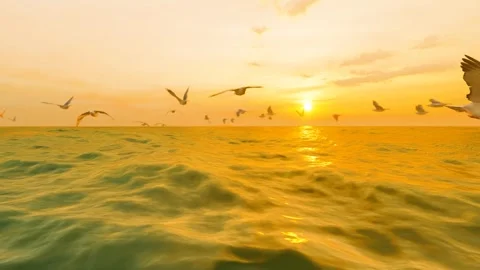 Seagulls flying in the sea at sunset Stock Footage 242500401