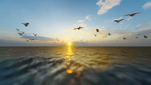 Seagulls flying on the sea at sunset Stock-Footage 288181892