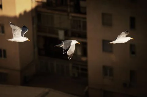 Seagulls flying sequence Stock Photos