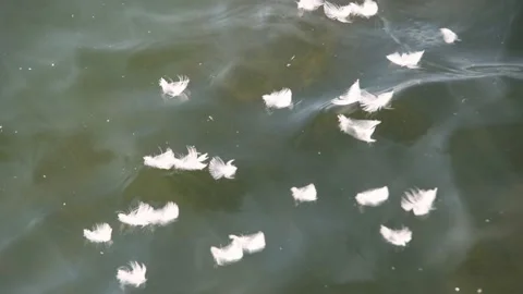 Seagulls flying from Siberia Video stock 234066337
