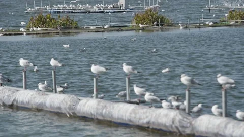 Seagulls flying from Siberia Stock Footage 234066339