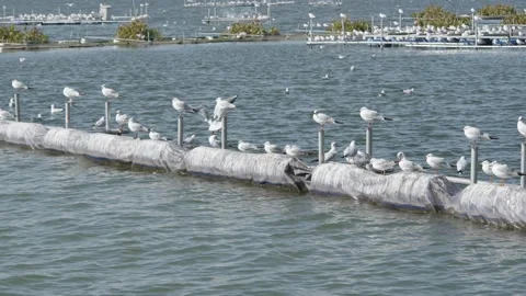 Seagulls flying from Siberia Stock Footage 234066340