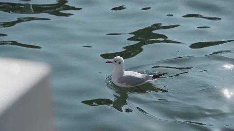 Seagulls flying from Siberia Stock Footage 234066352