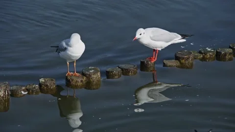 Seagulls flying from Siberia Stock Footage 234066394