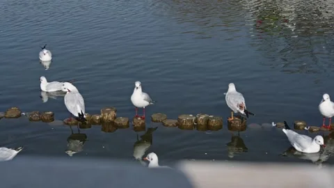 Seagulls flying from Siberia Stock Footage 234066447