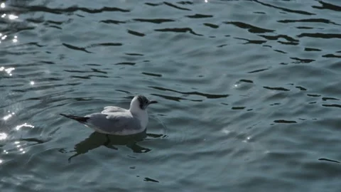 Seagulls flying from Siberia Stock Footage 234066450