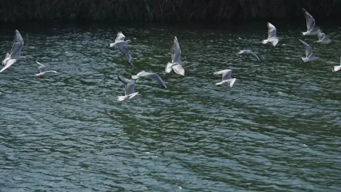 Seagulls flying from Siberia Stock Footage 234066503