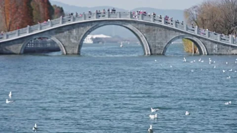 Seagulls flying from Siberia Stock Footage 234066520