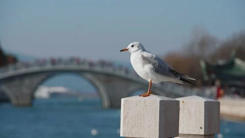 Seagulls flying from Siberia Stock Footage 234066567