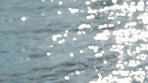 Seagulls flying from Siberia Stock Footage 234066589