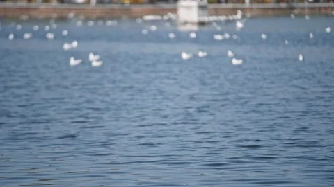 Seagulls flying from Siberia Stock Footage 234066618