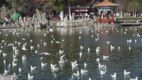 Seagulls flying from Siberia Stock Footage 234066631