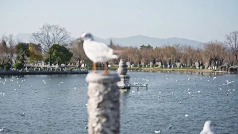 Seagulls flying from Siberia Stock Footage 234066700