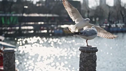Seagulls flying from Siberia Stock Footage 234066705