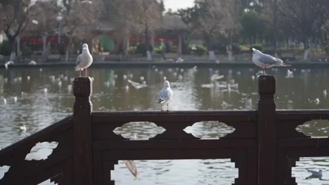 Seagulls flying from Siberia Stock Footage 234066713