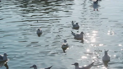 Seagulls flying from Siberia Stock Footage 234066739