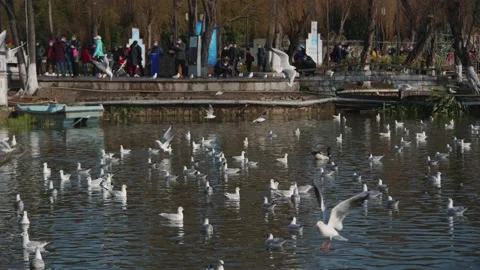 Seagulls flying from Siberia Stock Footage 234066763