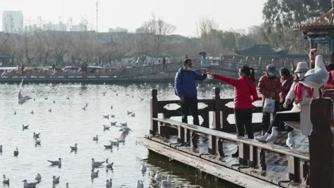 Seagulls flying from Siberia Stock Footage 234066782