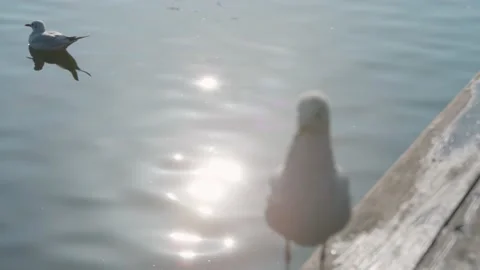 Seagulls flying from Siberia Stock Footage 234066783
