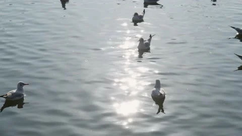 Seagulls flying from Siberia Stock Footage 234066803