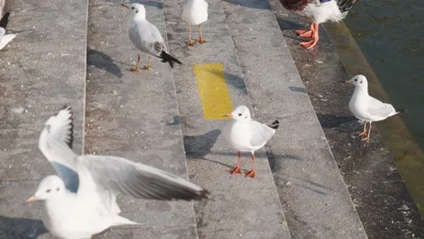Seagulls flying from Siberia Stock Footage 234066806