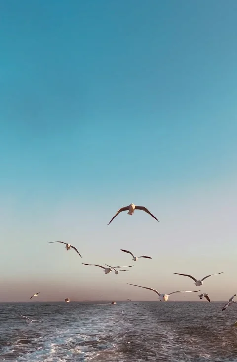 Seagulls flying in the sky behind the ship in the middle of the sea and eating. Stock Footage 320264710