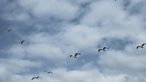 Seagulls flying in the sky Video stock 90721835