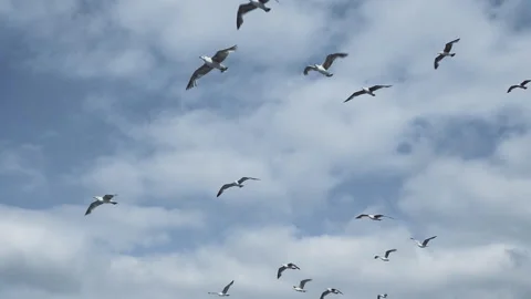 Seagulls flying in the sky Stock Footage 90721851