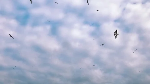 Seagulls flying on the sky Stock Footage 103997755