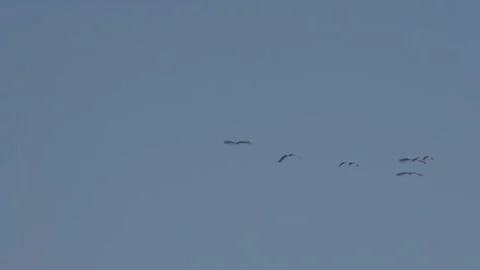 Seagulls flying in the sky Stock Footage 235135763