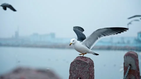 Seagulls flying in the sky Stock Footage 270260690