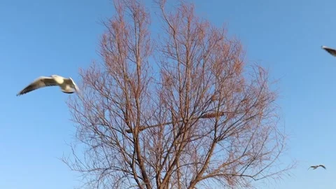 Seagulls Flying in the Sky Stock Footage 323455416