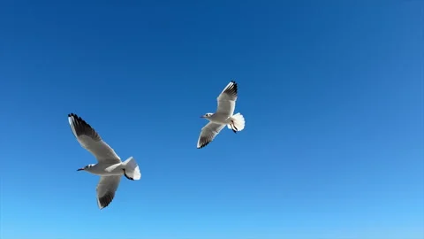 Seagulls flying in the sky Stock Footage 328093439