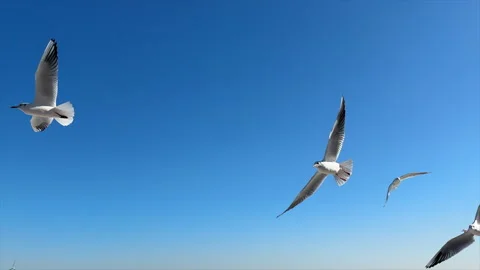 Seagulls flying in the sky Stock Footage 328093467