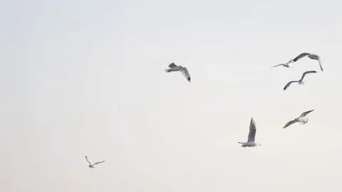 Seagulls Flying In Sky Over The Coast. Birds Fly Around. Vidéo 88562906