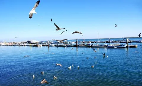 Seagulls flying in the sky over the harbor of olhao Stock Photos