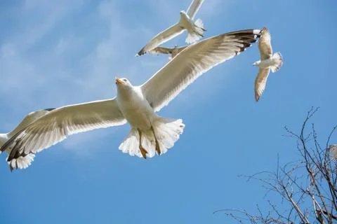 Seagulls flying in a sky Stock Photos