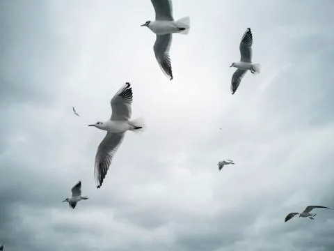 Seagulls flying in the sky Stock Photos