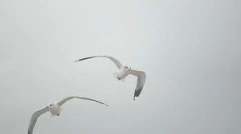Seagulls flying in the sky. Slow motion. Stock Footage 52931843