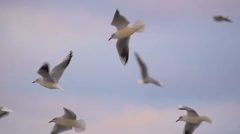 Seagulls flying in the sky. Slow motion. Stock Footage 64996350