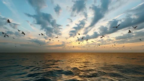 Seagulls flying in the sky slow motion Stock Footage 307975174